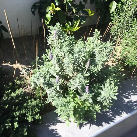 Emerald Cozy * Rhodes City