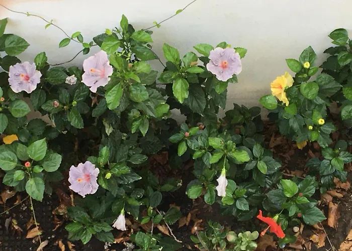 Emerald Cozy * Rhodes City